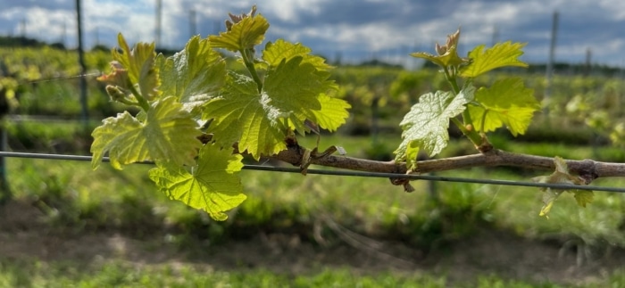Premieres pousses vignes domaine de Courbon