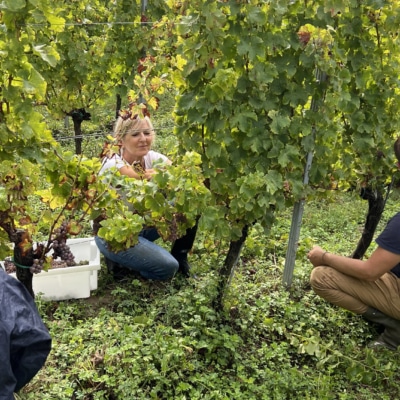 Vendanges au domaine de Courbon