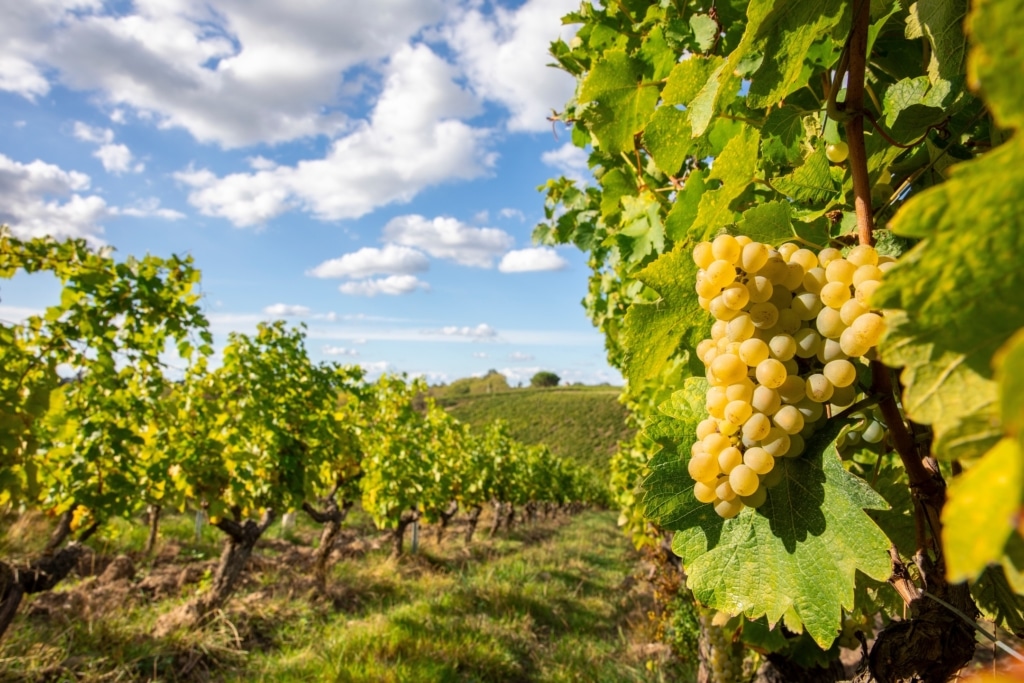 Vignoble domaine de Courbon