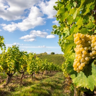 Vignoble domaine de Courbon