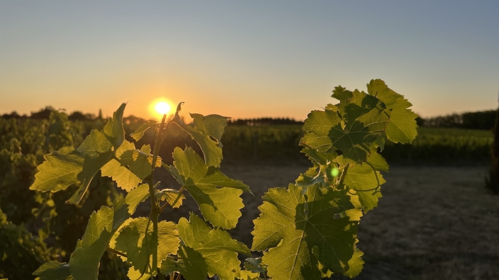 Les vignes de Courbon