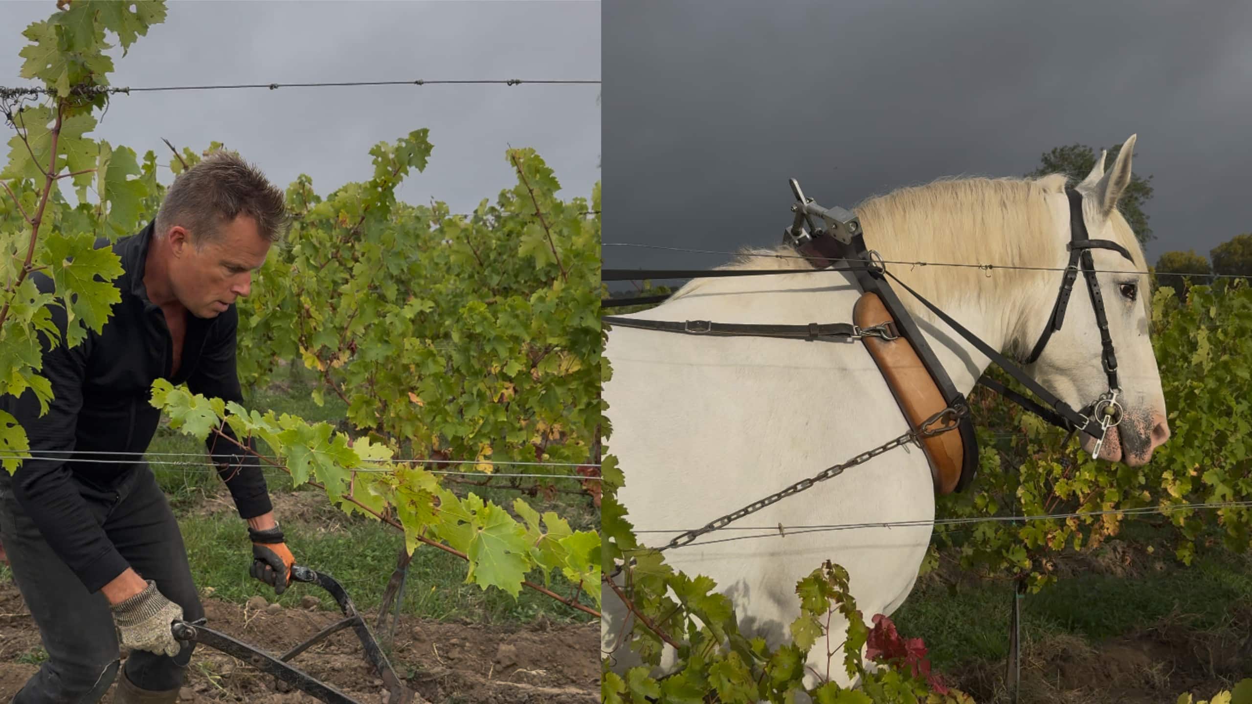 Gazelle et le proprietaire de Courbon